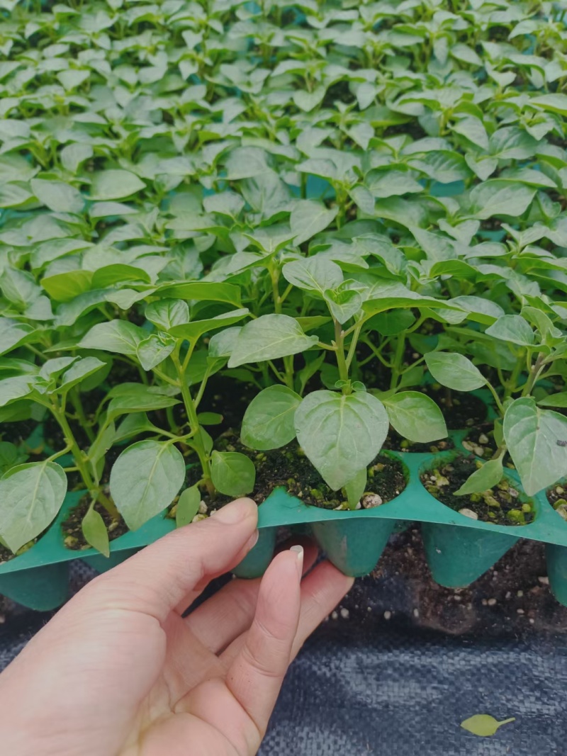 超甜白沙蜜甜瓜苗东方蜜甜瓜秧苗高产薄皮香瓜苗蔬菜苗大全秧