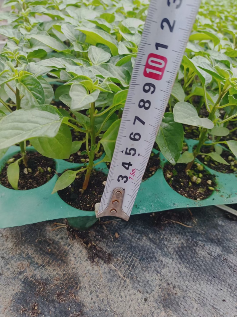 超甜白沙蜜甜瓜苗东方蜜甜瓜秧苗高产薄皮香瓜苗蔬菜苗大全秧