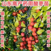 酸枣树苗晋酸三号酸枣苗高产药用酸枣南北方种植