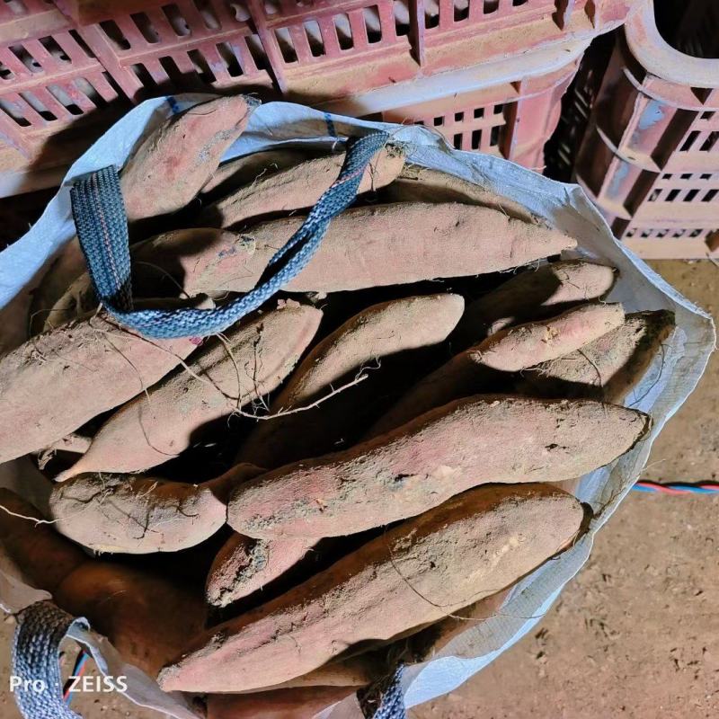 哈密红薯地瓜山东哈密地瓜哈密红薯地瓜