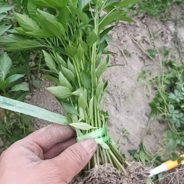 湖南辣椒苗牛角椒