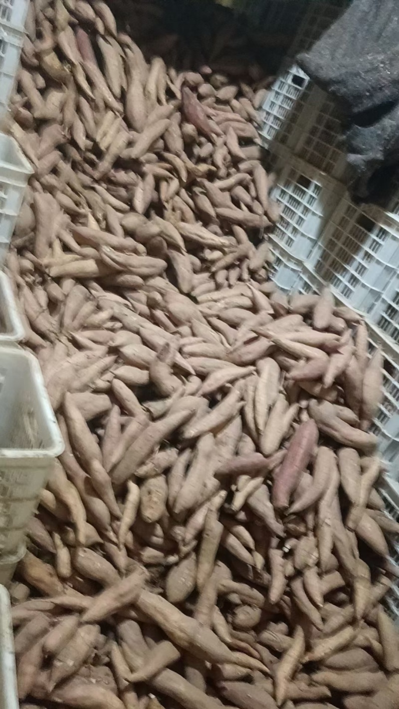 哈密红薯地瓜山东哈密地瓜哈密红薯地瓜