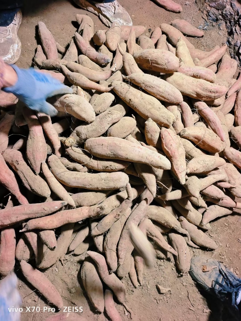 哈密红薯地瓜山东哈密地瓜哈密红薯地瓜