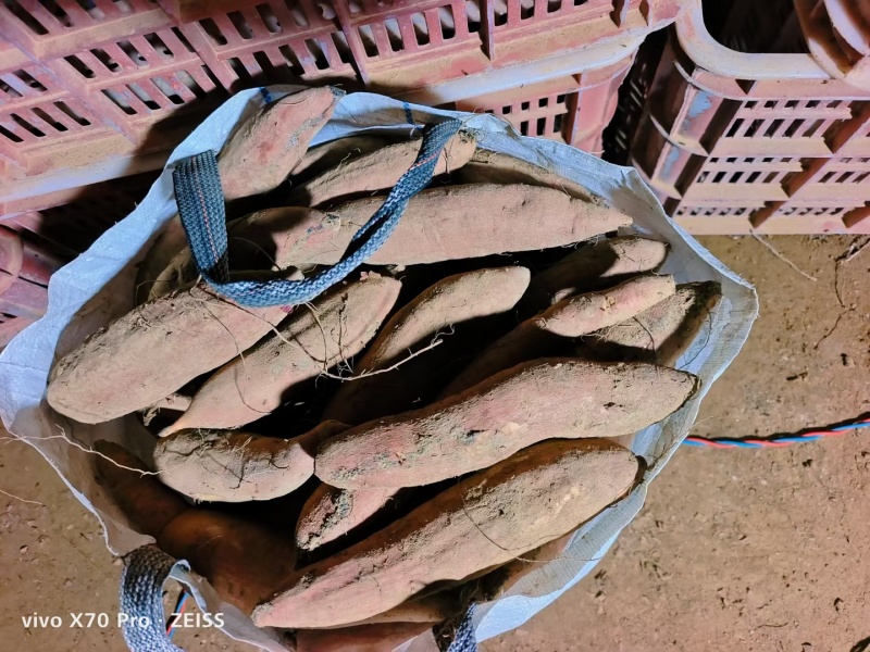 哈密红薯地瓜山东哈密地瓜哈密红薯地瓜