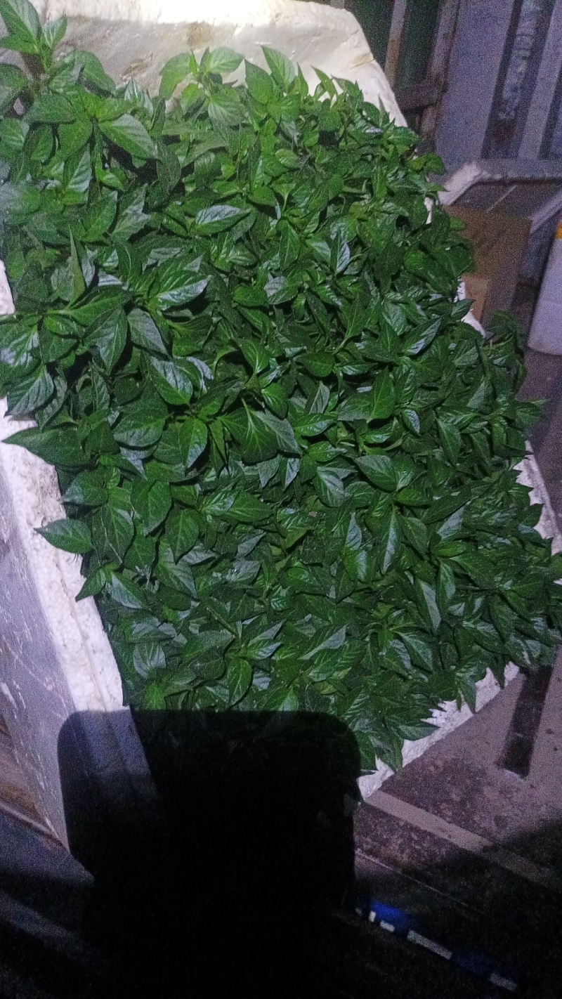 湖南辣椒苗牛角椒