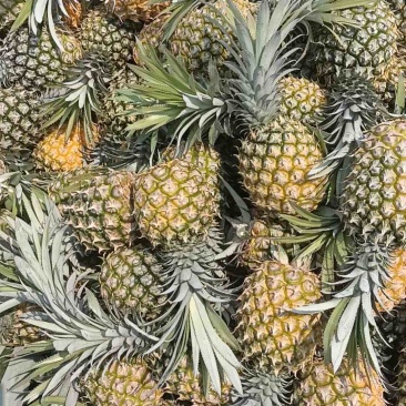 正宗山地海南菠萝便宜