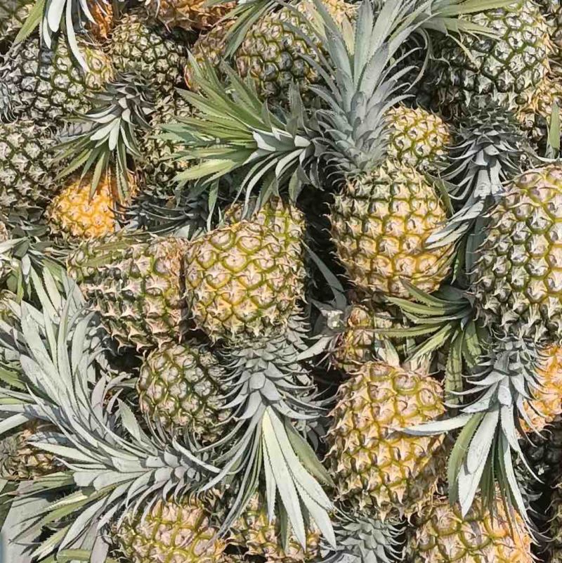 正宗山地海南菠萝便宜