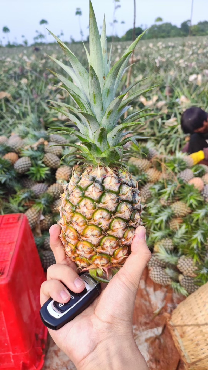 正宗山地海南菠萝便宜