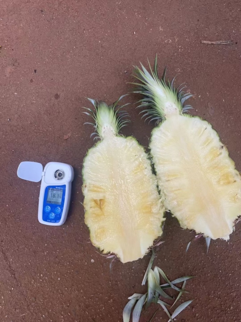 正宗山地海南菠萝便宜