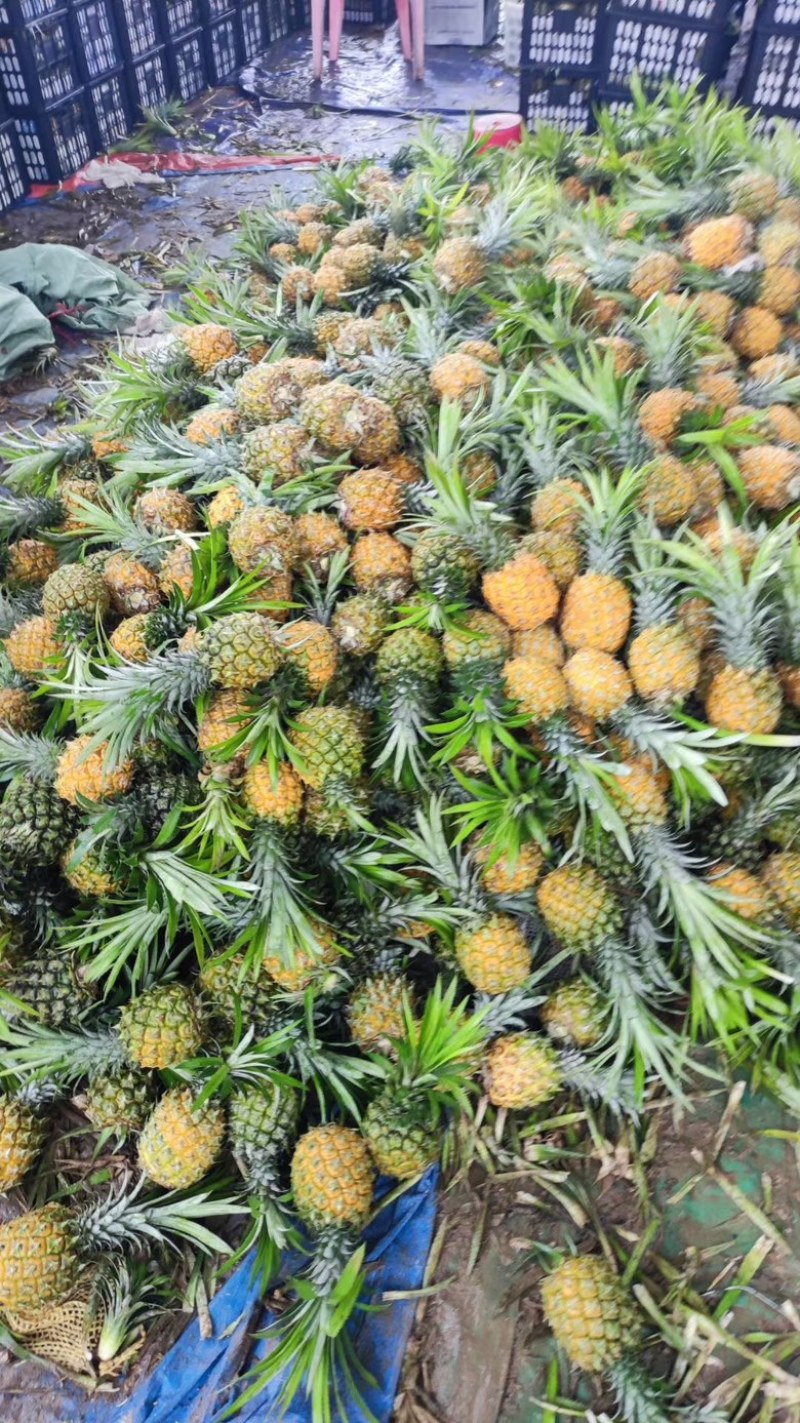 正宗山地海南菠萝便宜