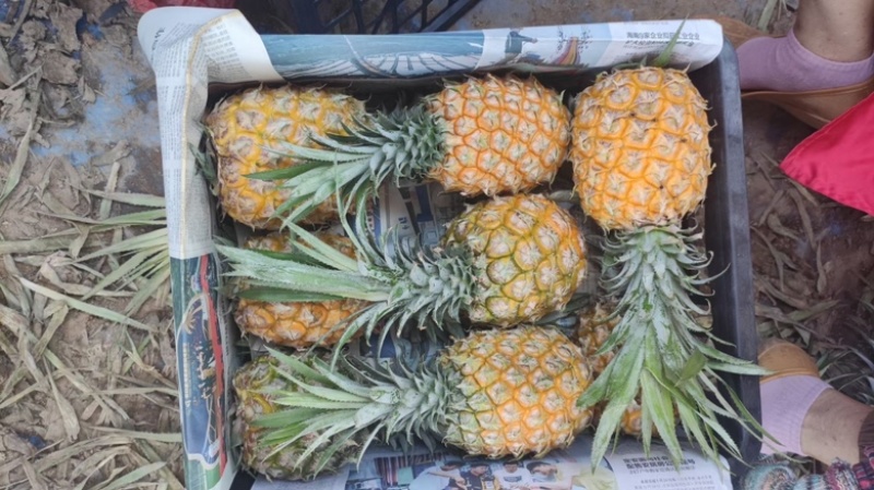 正宗山地海南菠萝便宜