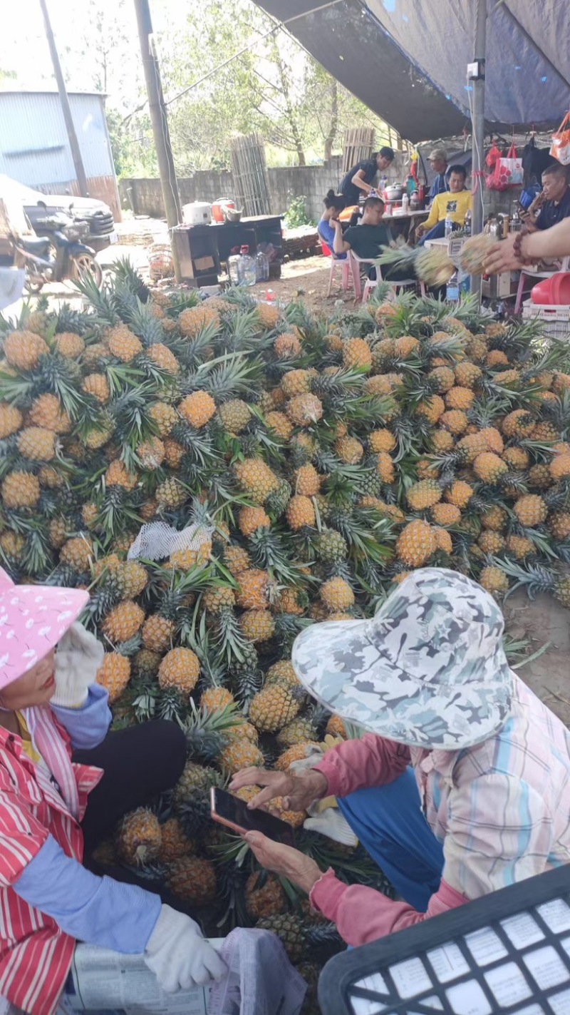 正宗山地海南菠萝便宜