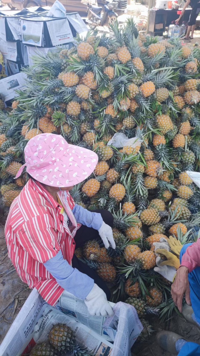 正宗山地海南菠萝便宜