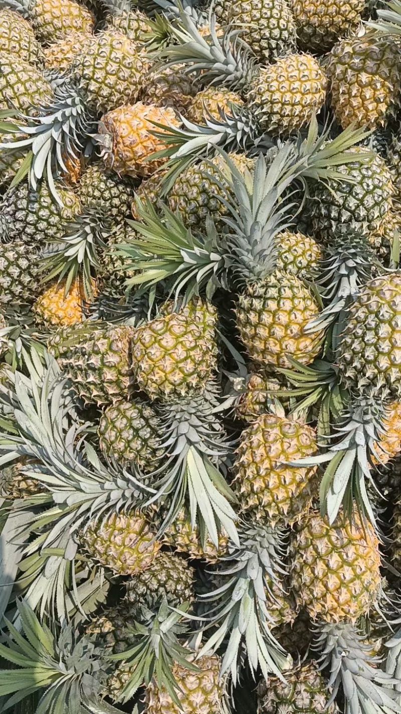 正宗山地海南菠萝便宜