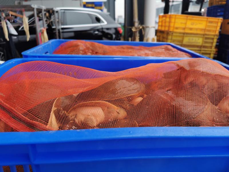 大塘现货散养精品大唐甲鱼现货大量供应现货全国发货欢迎下单