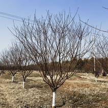 红叶榆叶梅6-7-8公分自产自销精品树形