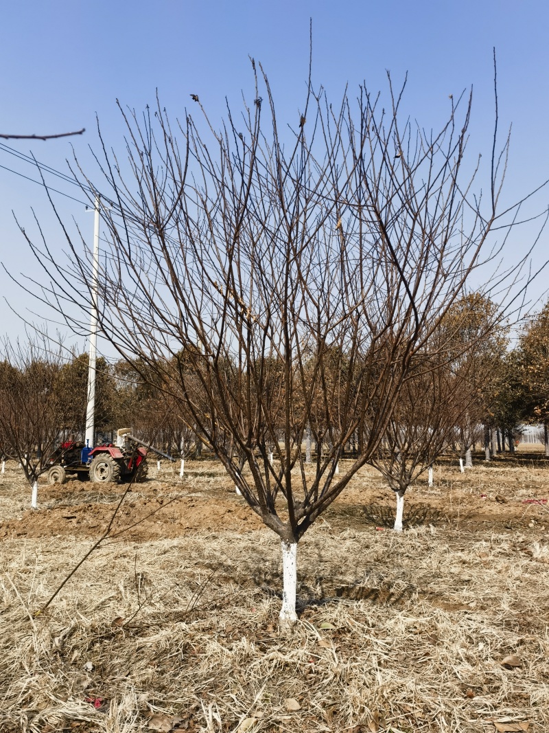 红叶榆叶梅10-12公分自产自销精品树形