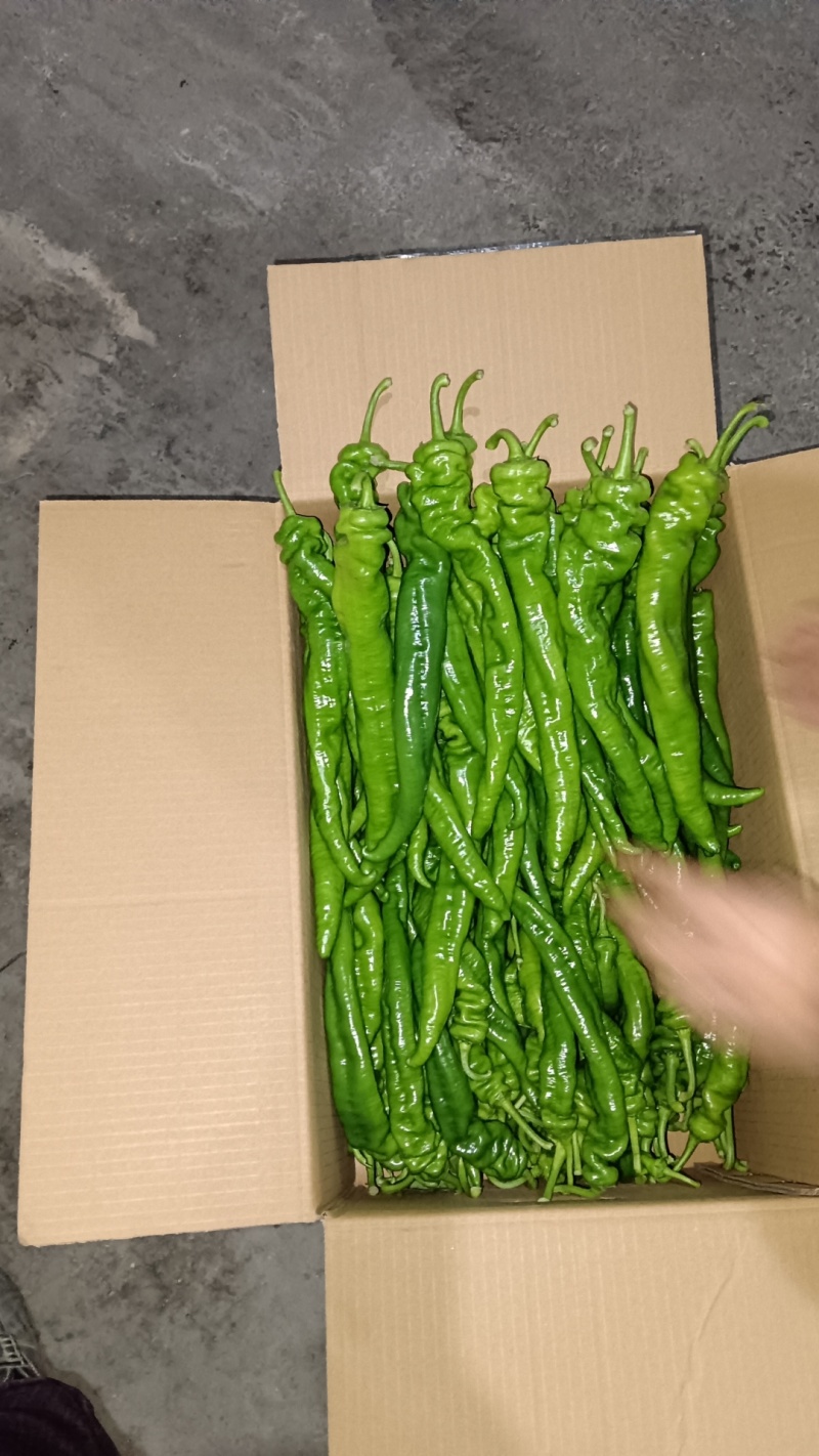 福建辣椒大量有货