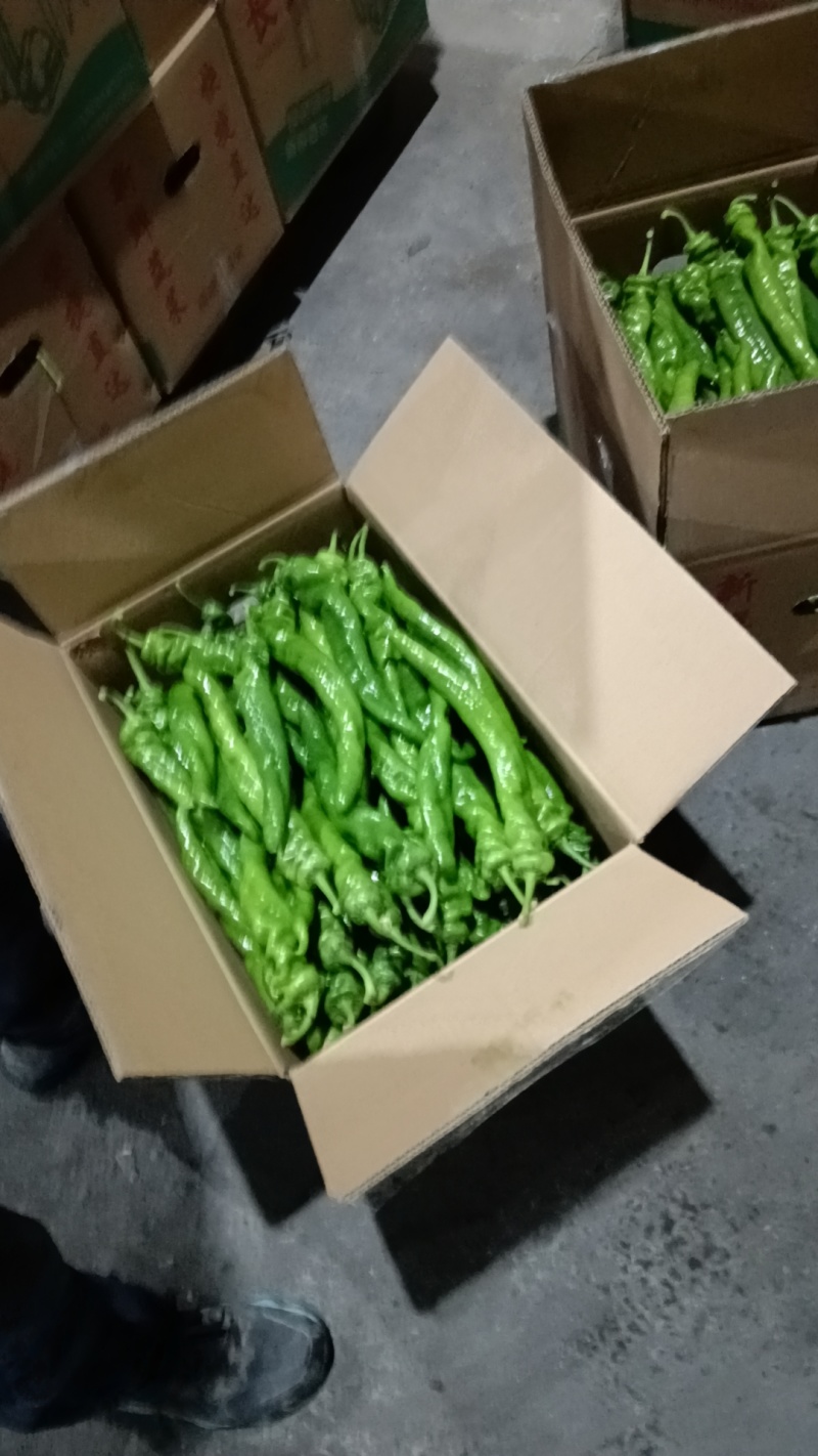 福建辣椒大量有货