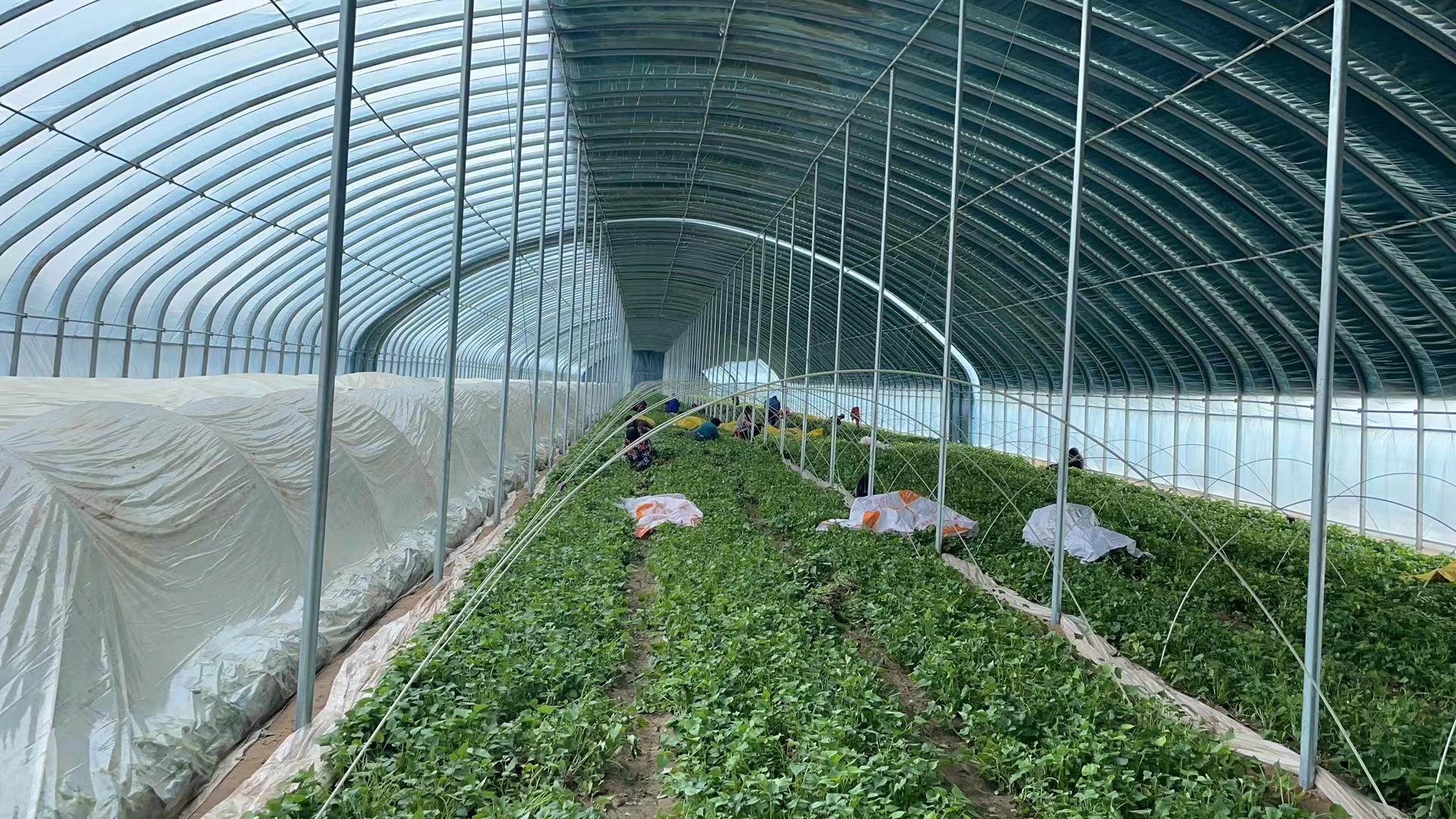 龙薯苗批量装箱运输场景