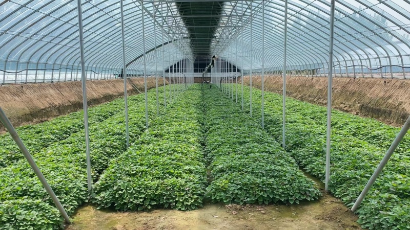 优质脱毒种苗，各种品种齐全，龙薯九，蜜、薯苗，哈密，商薯