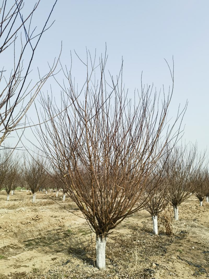 美人梅10-15公分精品树形自产自销