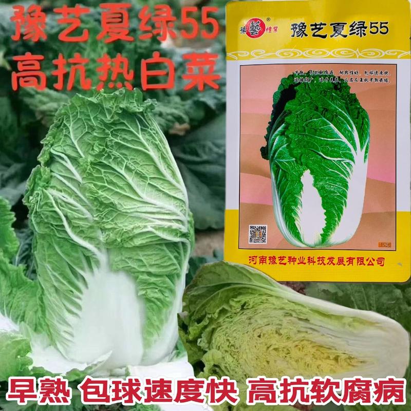 夏季大白菜种子豫艺夏绿55白菜种子耐热高抗软腐病早熟抗热