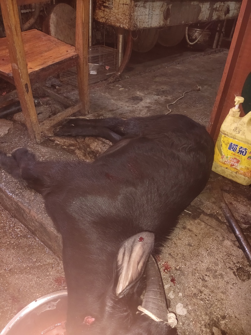 广西本土黑山羊肉