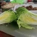 夏季大白菜种子豫艺夏绿55白菜种子耐热高抗软腐病早熟抗热