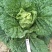 夏季大白菜种子豫艺夏绿55白菜种子耐热高抗软腐病早熟抗热