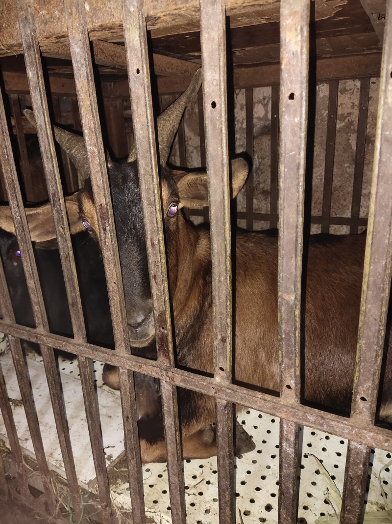 广西本土黑山羊肉
