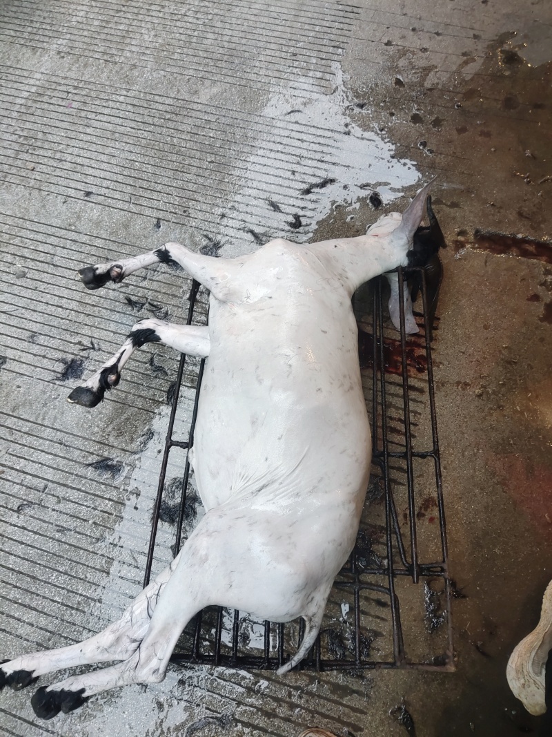 广西本土黑山羊肉