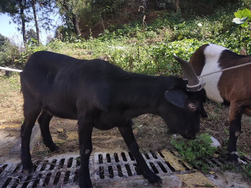 广西本土黑山羊肉
