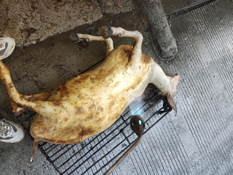 广西本土黑山羊肉