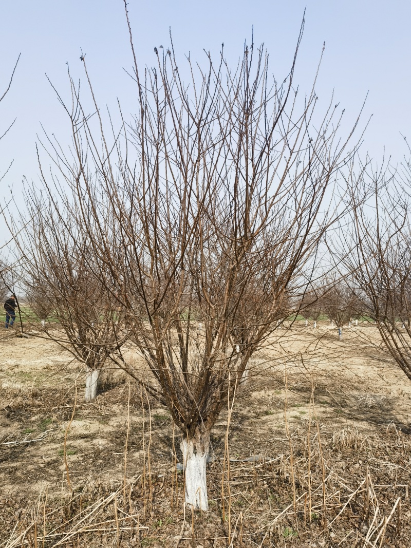 榆叶梅10-15公分精品树形数量2000棵，自产自