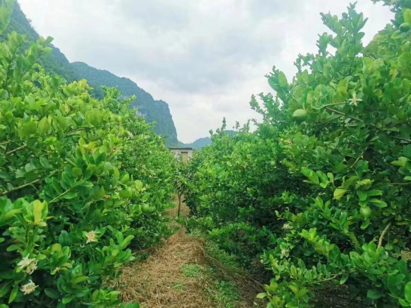 广东香水柠檬商用香味浓郁奶茶店手打柠檬批发