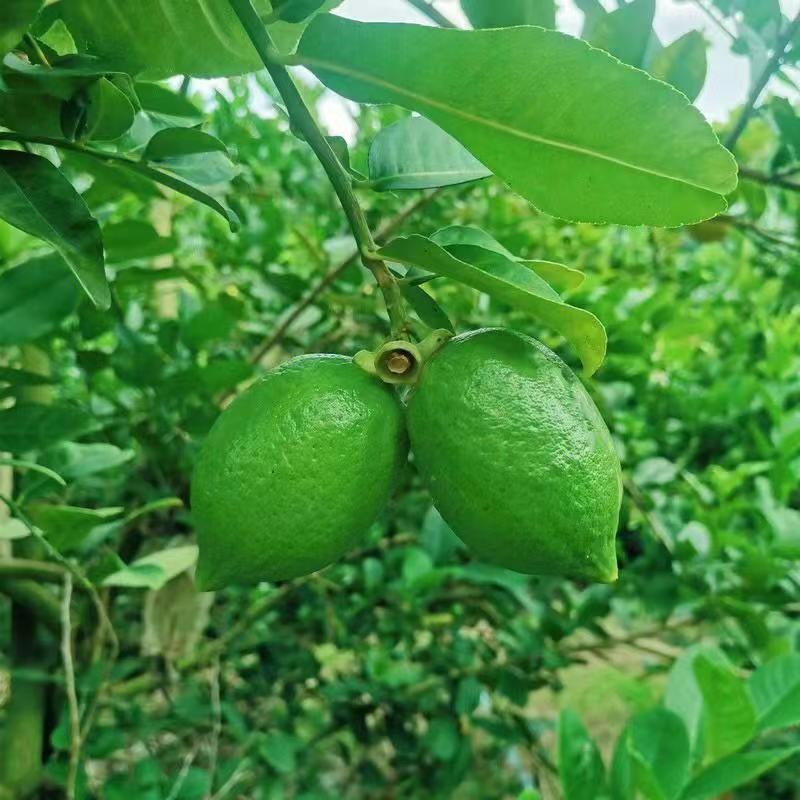 广东香水柠檬商用香味浓郁奶茶店手打柠檬批发