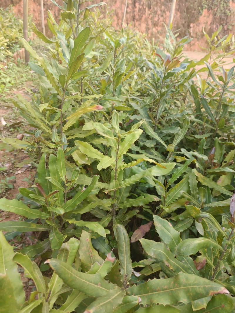 坚果树，坚果苗，直生苗，大量现货供应