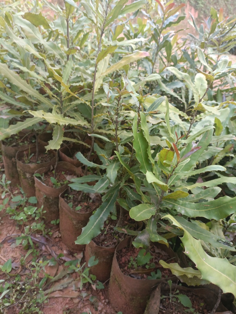 坚果树，坚果苗，直生苗，大量现货供应
