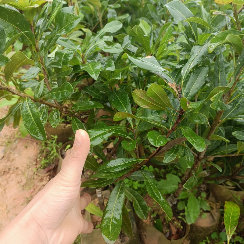 杨梅树，东魁苗，黑炭苗，杨梅苗，产地直销大量现货