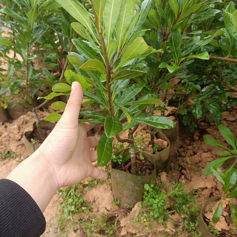 杨梅树，东魁苗，黑炭苗，杨梅苗，产地直销大量现货