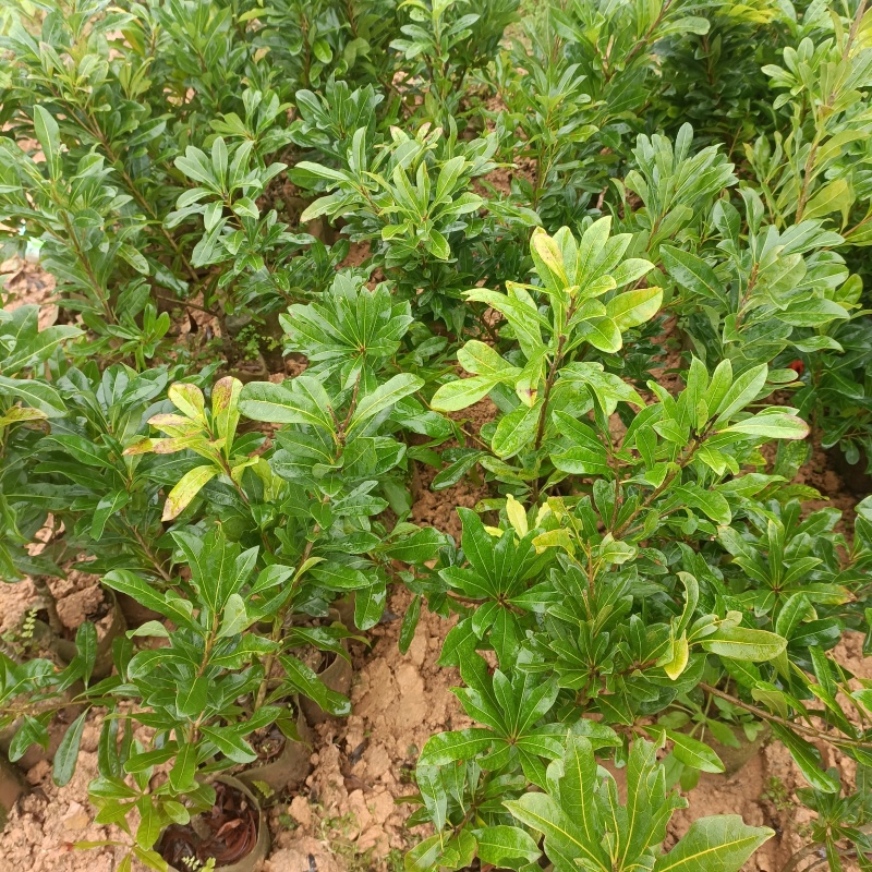 杨梅树，东魁苗，黑炭苗，杨梅苗，产地直销大量现货