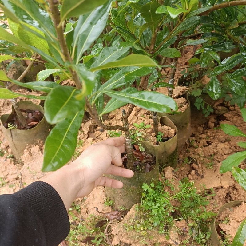 杨梅树，东魁苗，黑炭苗，杨梅苗，产地直销大量现货