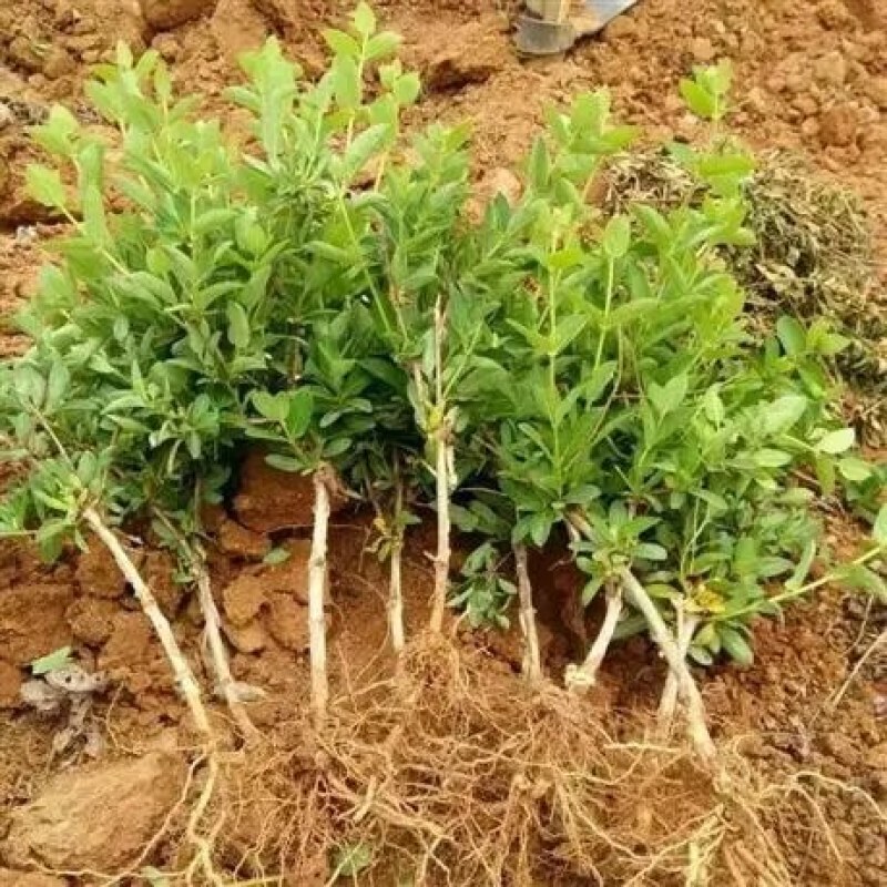 四季金银花树，苗高产抗旱抗寒，植株旺盛，连续采摘30年
