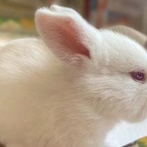 兔子活的家养肉兔幼苗大体型可繁殖可食用月月兔白兔