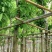 大叶紫薇基地直销规格齐全欢迎老板来电咨询合作