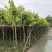 大叶紫薇基地直销规格齐全欢迎老板来电咨询合作