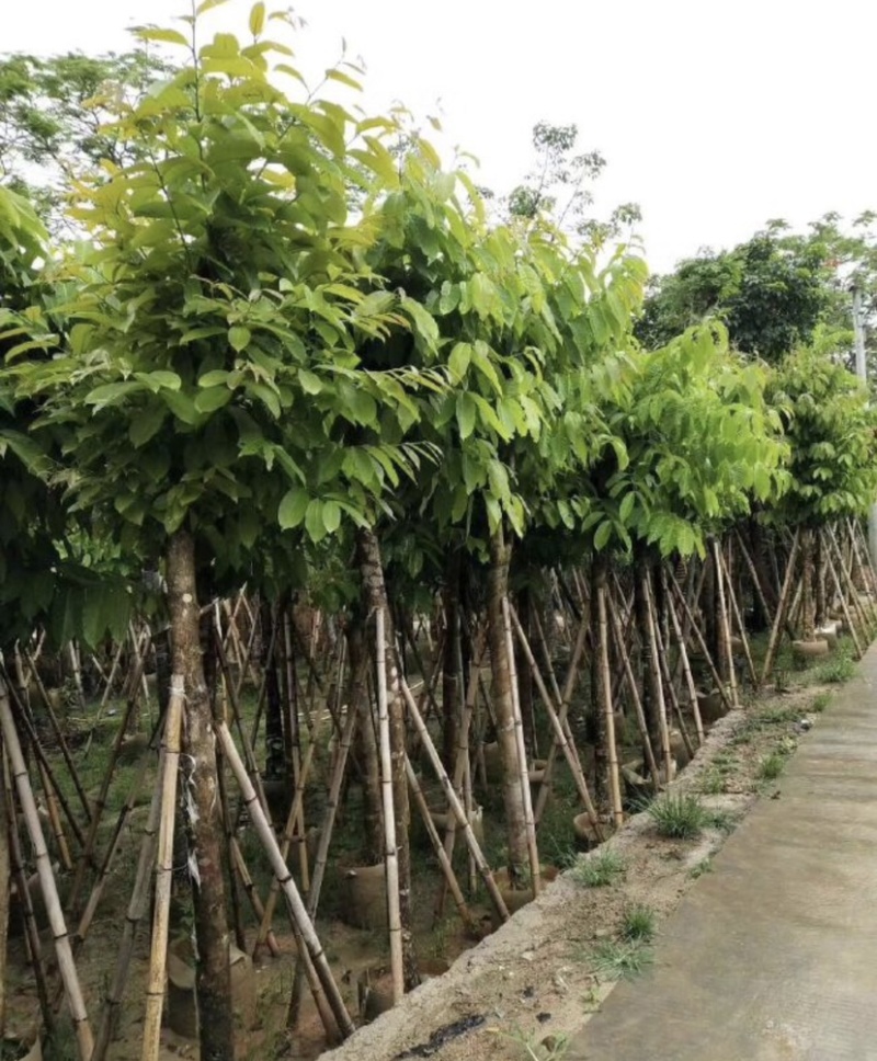大叶紫薇基地直销规格齐全欢迎老板来电咨询合作