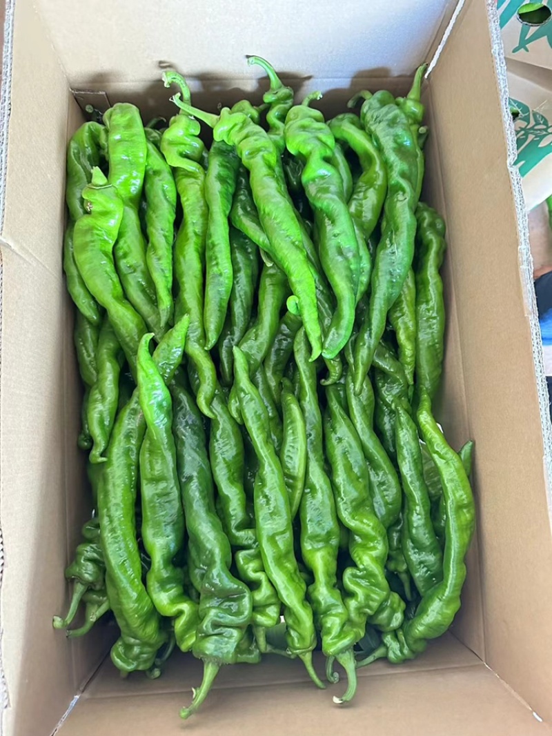 广东省基地直发螺丝椒陇椒薄皮椒大量一手货源