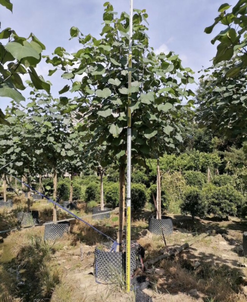 黄槿基地直销规格齐全质量优欢迎老板来电咨询合作